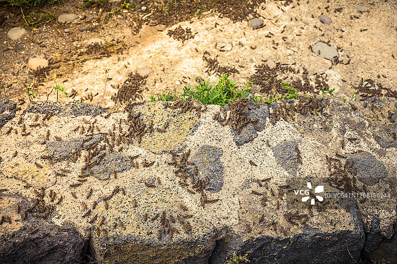 蝗虫灾害图片素材