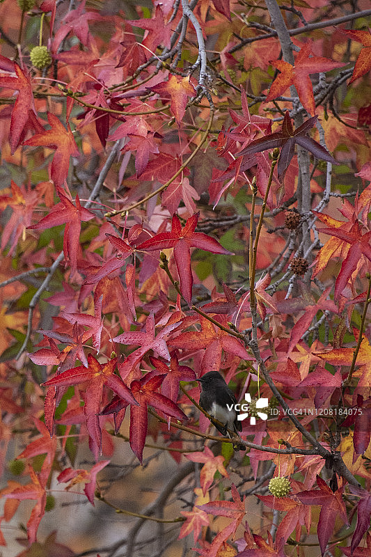 彩色树上的黑白鸟类竖版照片图片素材