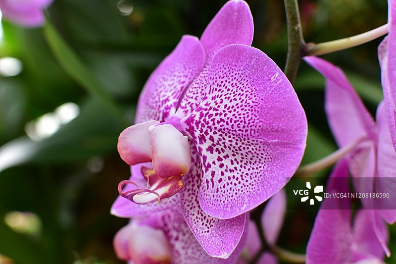 兰花特写图片素材