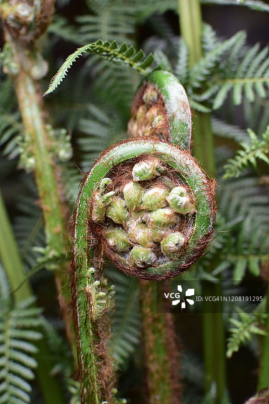 蕨类植物新叶舒展图片素材