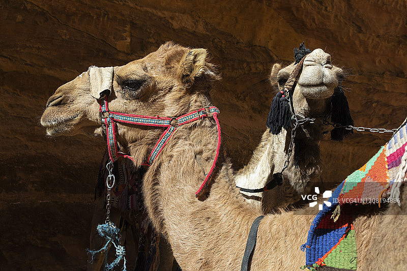 佩特拉古城财政部前的两只骆驼肖像图片素材