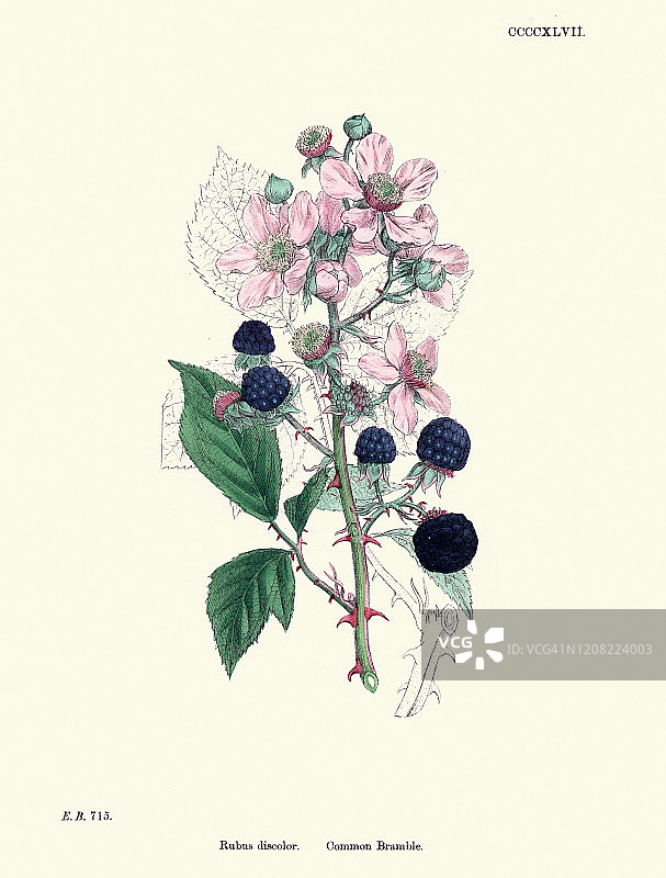 自然历史植物印花： Rubus discolor（喜马拉雅黑莓）图片素材