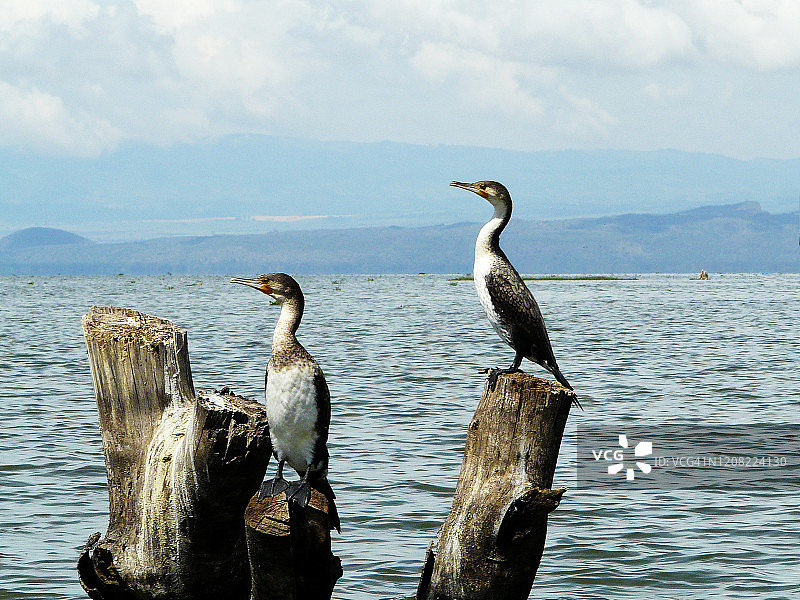 奈瓦沙湖的鸬鹚图片素材