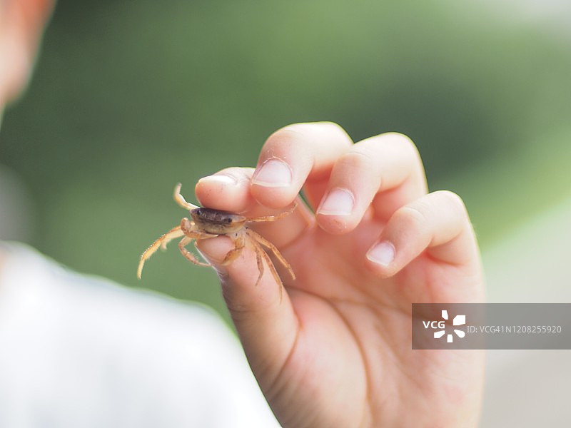 男孩拿着螃蟹图片素材