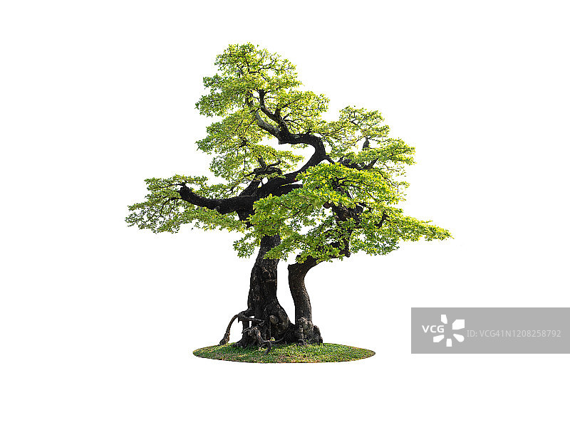 白色背景下的弯曲章鱼树，用于建筑设计的盆景乌木元素树图片素材
