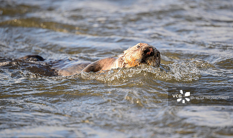 野外环境下的海獭图片素材