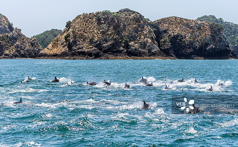 海豚群图片素材