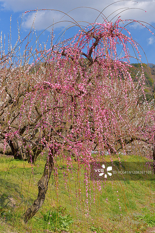 小田原市曾我别所梅林中盛开的垂枝梅花图片素材