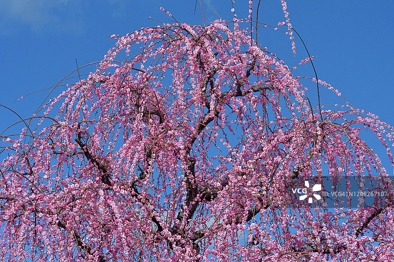 小田原市曾我别所梅林中盛开的垂枝梅花图片素材
