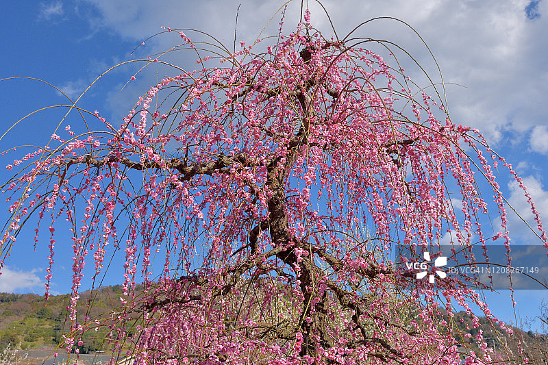小田原市曾我别所梅林中盛开的垂枝梅花图片素材