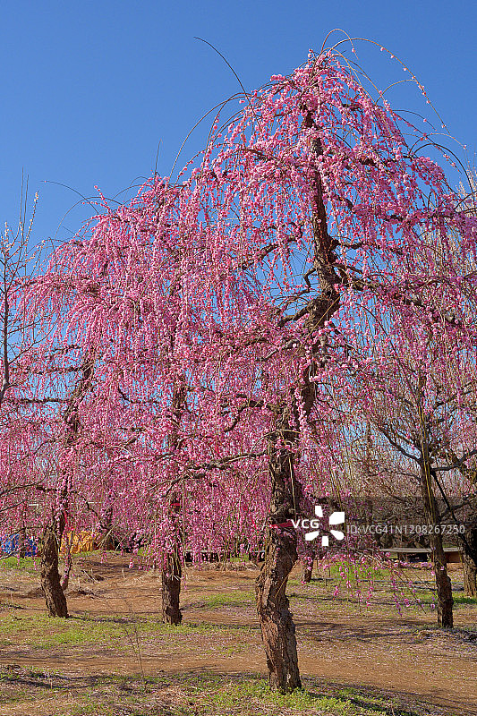 小田原市曾我别所梅林中盛开的垂枝梅花图片素材
