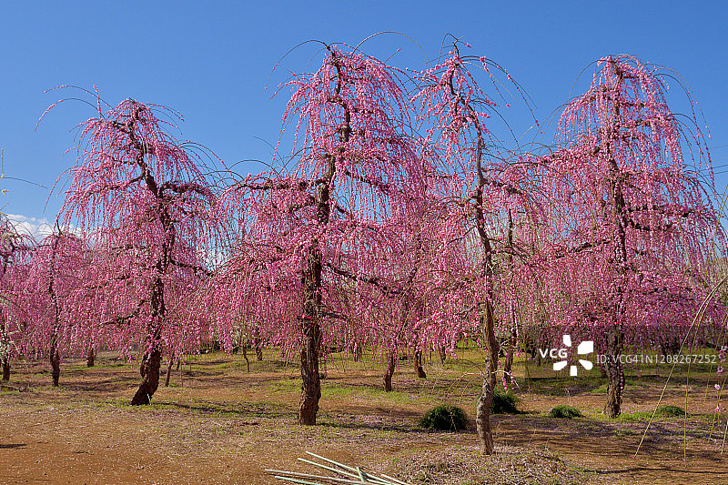 小田原市曾我别所梅林中盛开的垂枝梅花图片素材