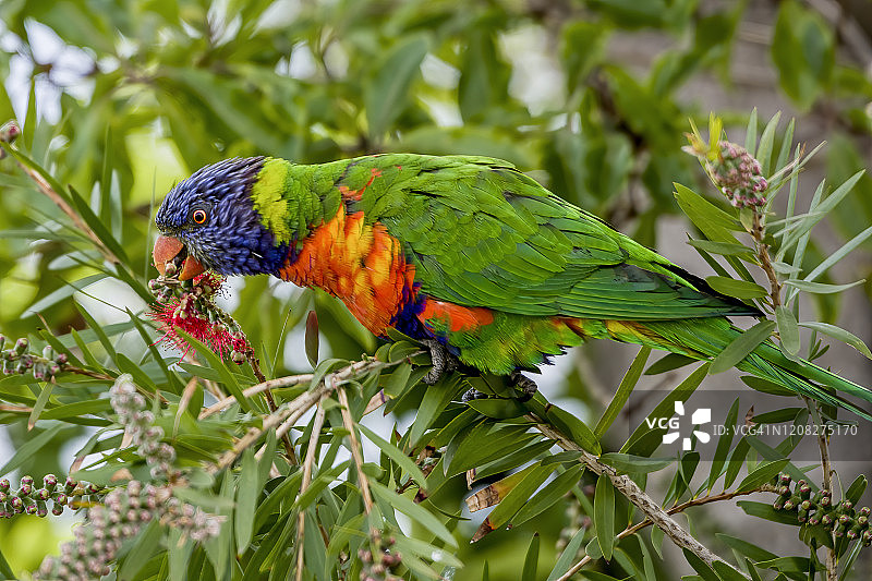 栖息在树上的彩虹鹦鹉图片素材