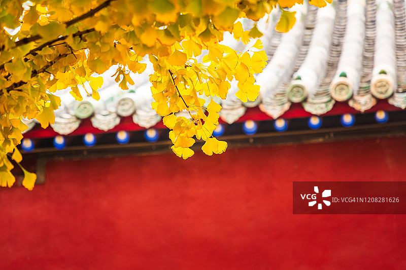 红色砖墙与银杏叶图片素材