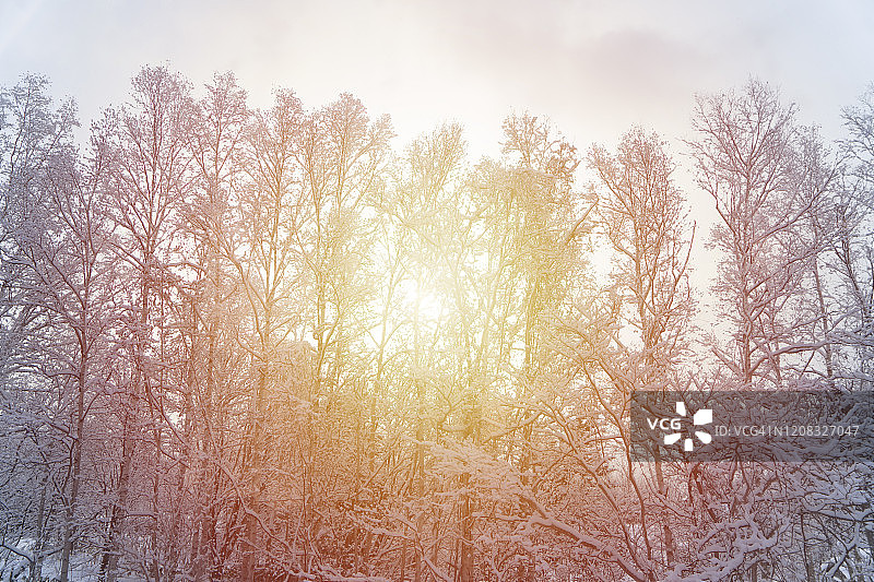 新雪谷滑雪村周围松树覆盖的美丽冬季雪景，2020年摄于北海道新雪谷图片素材