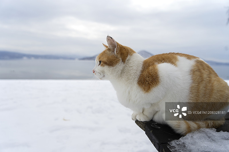 可爱的日本家猫坐在长凳上，长凳上覆盖着雪，熊在洞爷湖，日本北海道图片素材