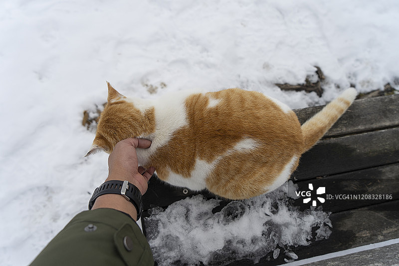 可爱的日本家猫坐在长凳上，长凳上覆盖着雪，熊在洞爷湖，日本北海道图片素材