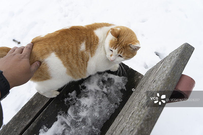可爱的日本家猫坐在长凳上，长凳上覆盖着雪，熊在洞爷湖，日本北海道图片素材