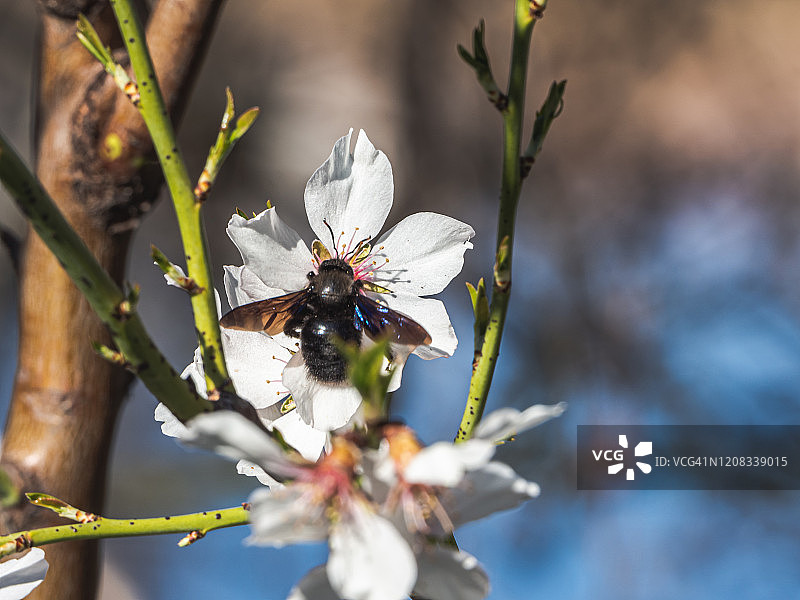 熊蜂在春天为杏树花授粉图片素材
