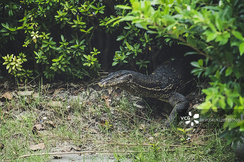 泰国兰塔岛灌木丛中的巨蜥图片素材