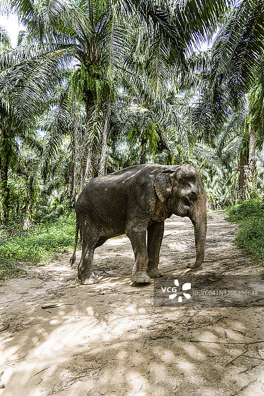 泰国甲米府大象保护区图片素材