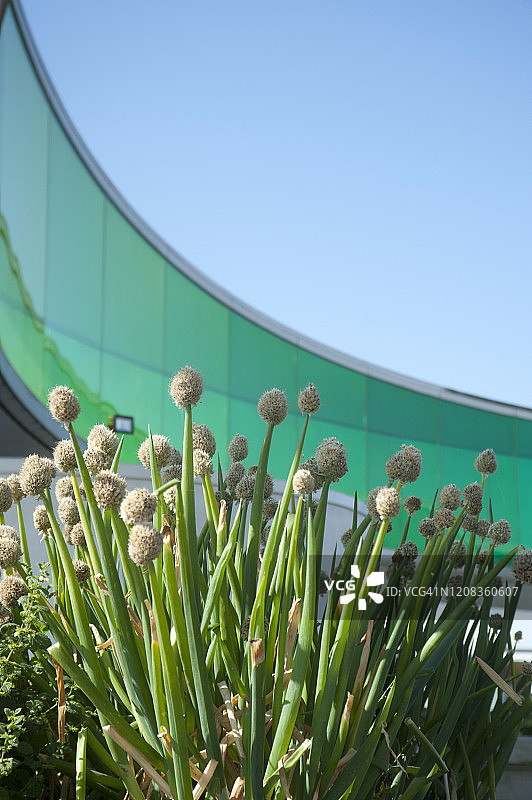 丹麦奥胡斯ARoS艺术博物馆屋顶生长的韭菜图片素材