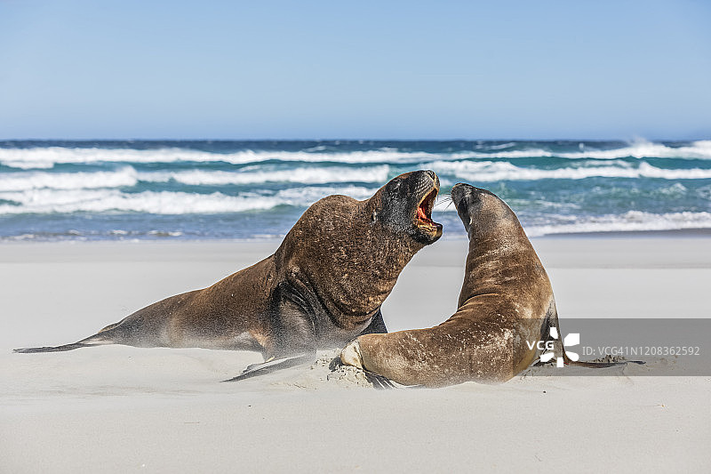 新西兰但尼丁阿兰斯海滩新西兰海狮交配图片素材