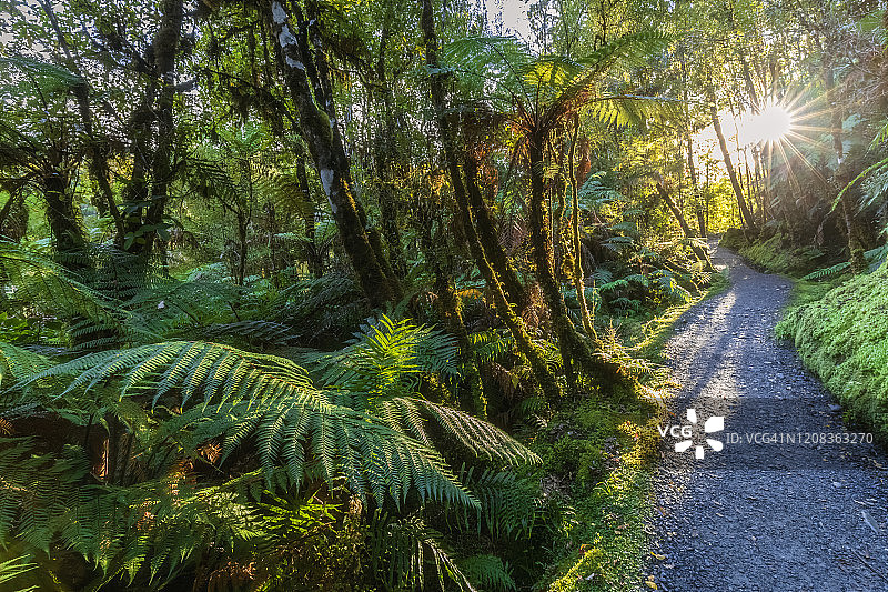 新西兰福克斯冰川：阳光洒在森林小径上图片素材