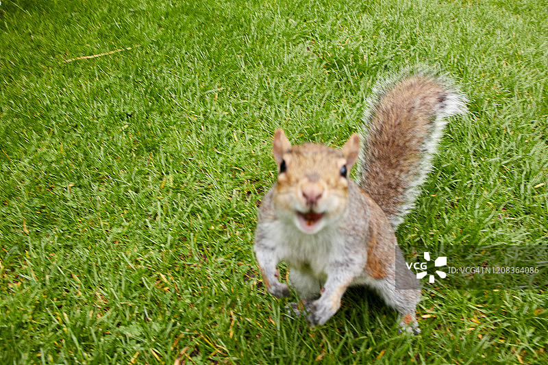 爱尔兰都柏林植物园里的灰松鼠图片素材