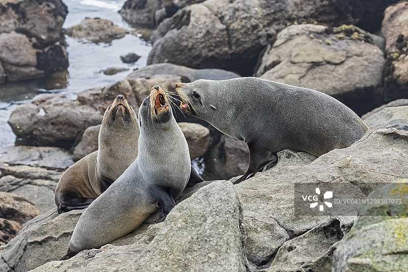 大洋洲，新西兰，南岛，南地，奥塔哥，摩拉基，卡蒂基角，岩石上的新西兰海狮图片素材
