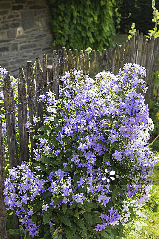 德国北莱茵-威斯特法伦艾费尔蒙绍地区霍芬村，旧围栏与风铃草图片素材