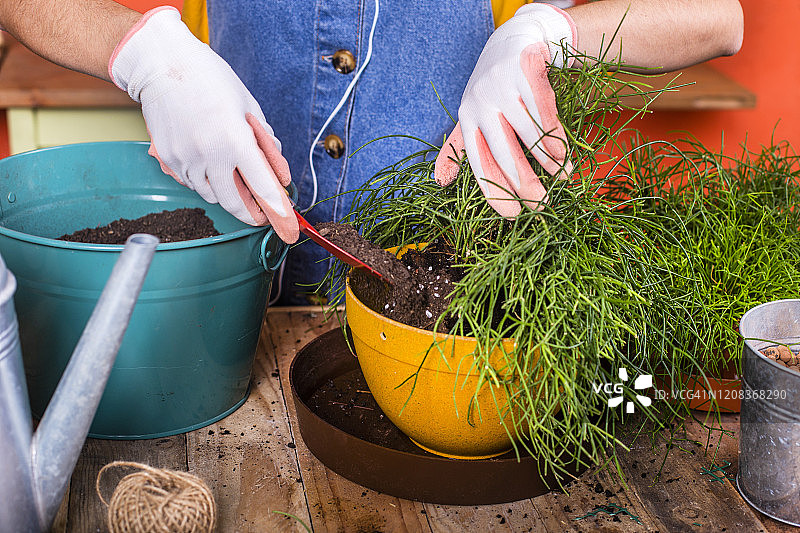 在露台上重新栽种柳条掌的女人特写图片素材