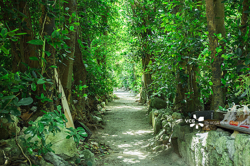 备濑福木林荫道街景图片素材