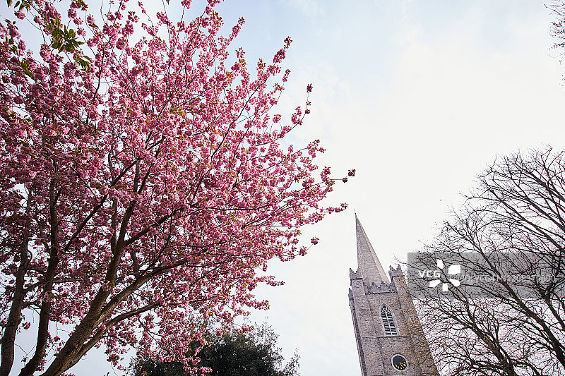 爱尔兰都柏林圣帕特里克公园和圣帕特里克大教堂的鲜花图片素材