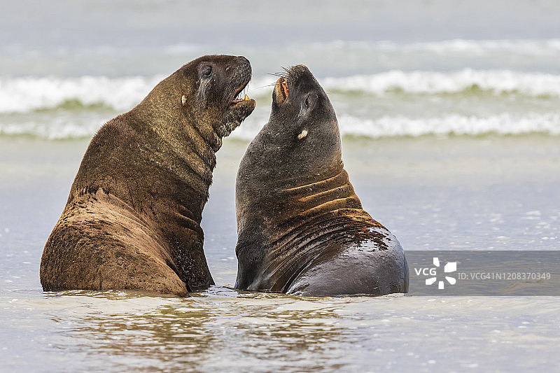 新西兰奥塔哥：普拉考努伊湾的两只新西兰海狮图片素材