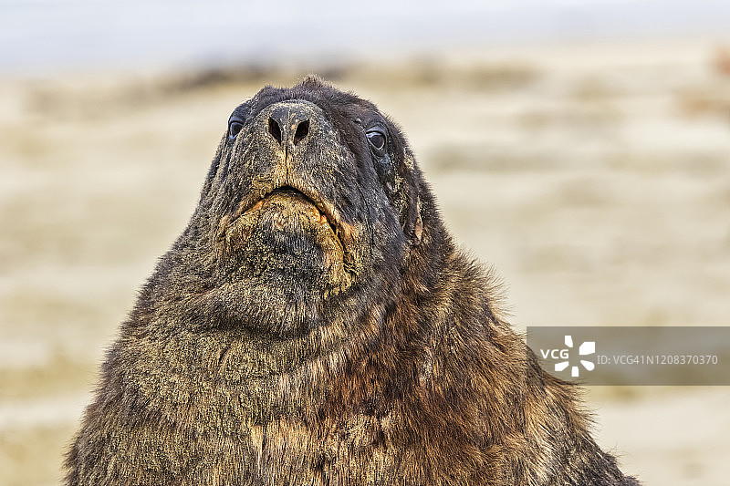 新西兰奥塔哥东南海岸：海狮特写图片素材