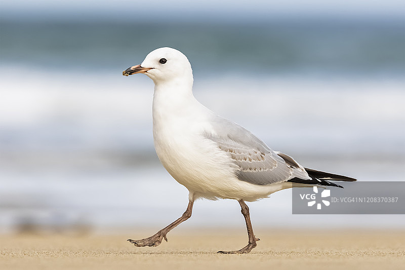 新西兰奥塔哥普拉考努伊湾的红嘴鸥图片素材