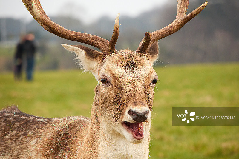 爱尔兰都柏林凤凰公园里的鹿图片素材