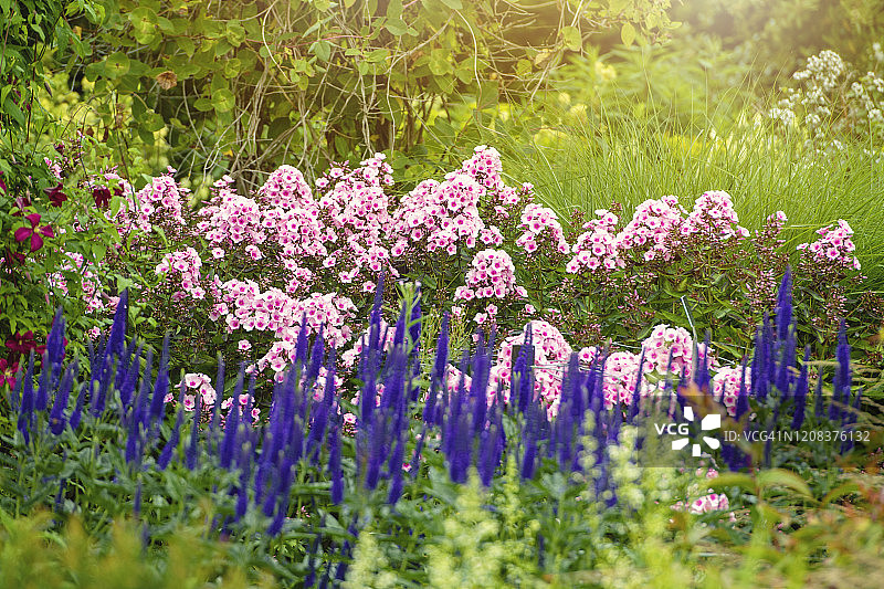 英国草本植物边界中美丽的粉红色丛生福禄考花和蓝色鼠尾草图片素材