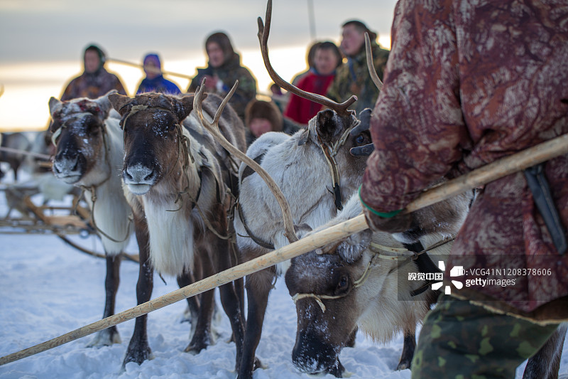 亚马尔半岛极北地区：驯鹿与涅涅茨人的冬季牧场图片素材