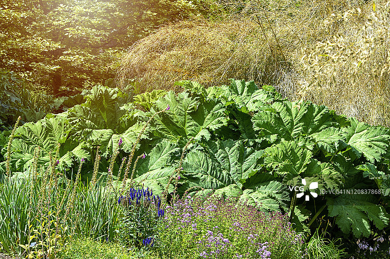 阳光明媚的夏日边界中大王大黄鲜艳的绿色叶子图片素材
