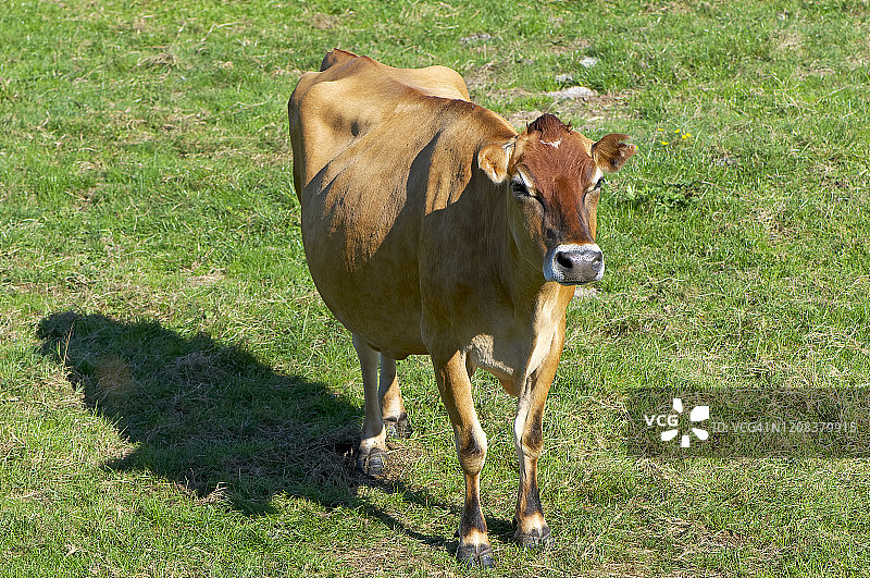 一头泽西乳牛正对着相机站立图片素材