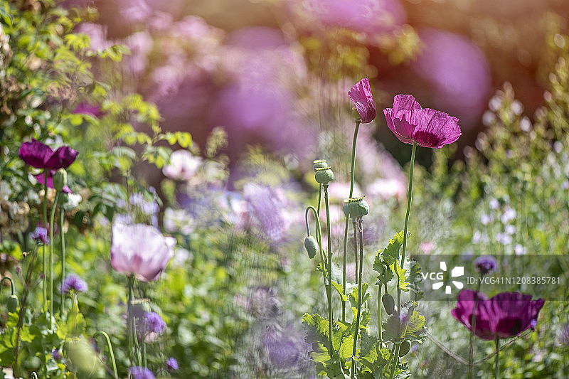阳光明媚的英国乡村花园与罂粟花图片素材