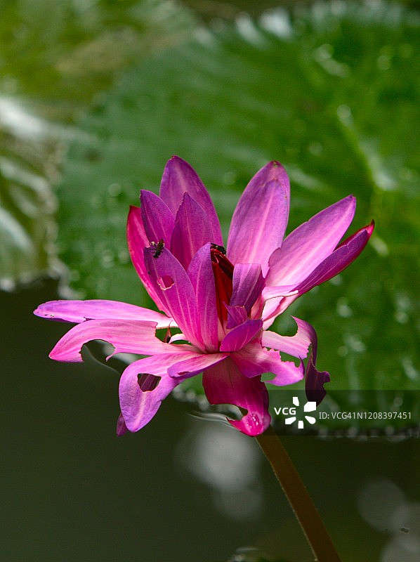 亚马逊森林在Belém城市的心脏，巴西图片素材
