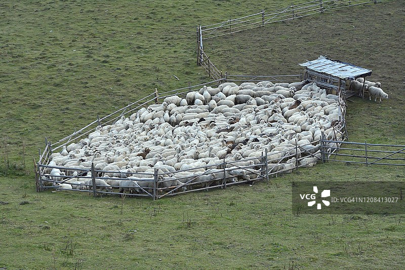 牧场上凝视的羊群图片素材