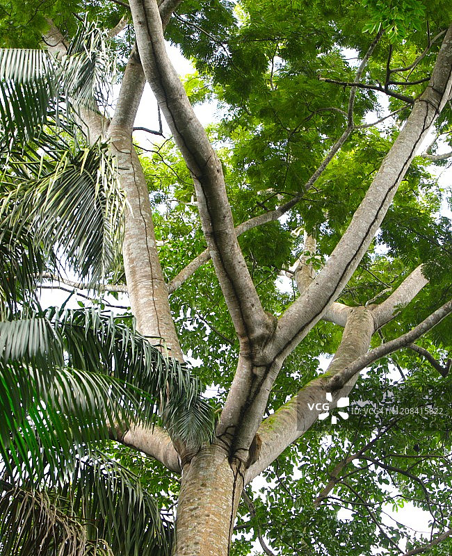 亚马逊森林在Belém城市的心脏，巴西图片素材