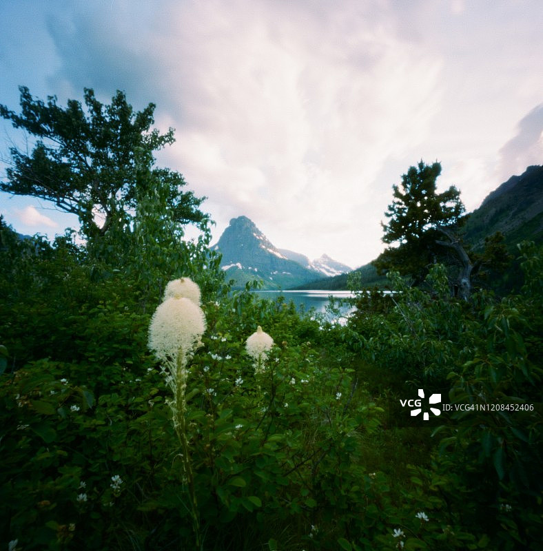 冰川国家公园的熊草图片素材
