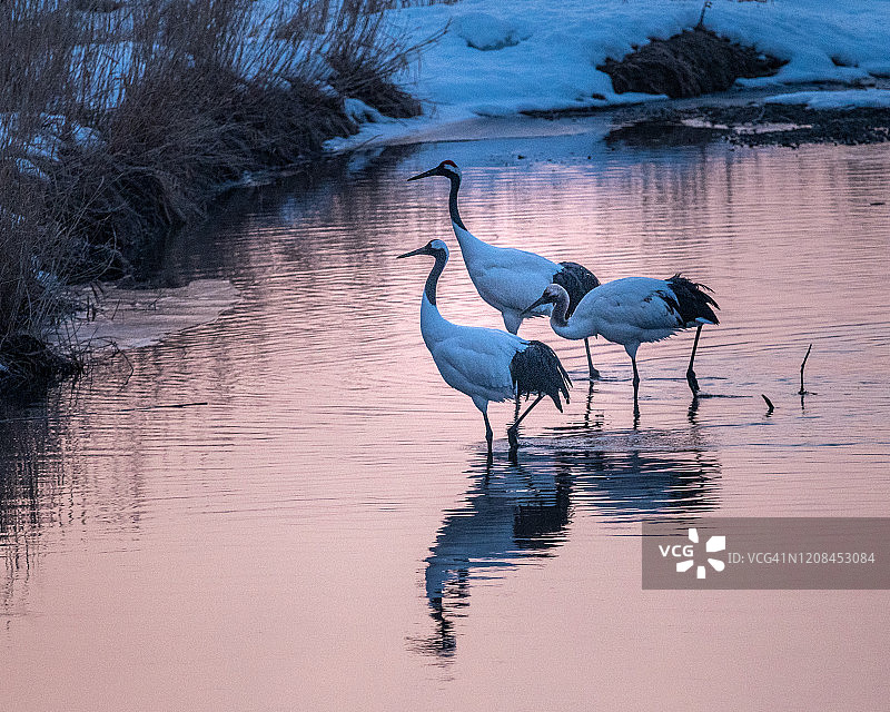 日式丹顶鹤一家图片素材