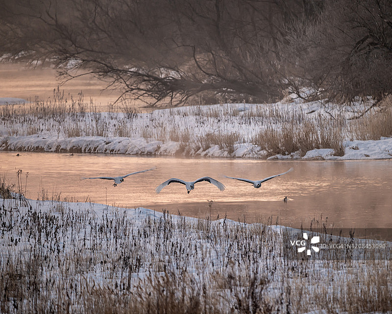 清晨的日本丹顶鹤图片素材