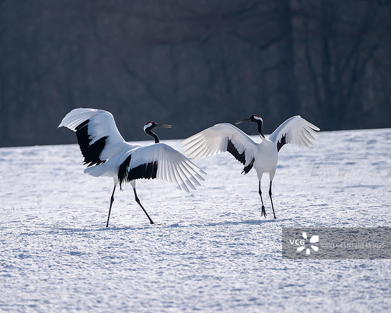 日本红顶鹤图片素材